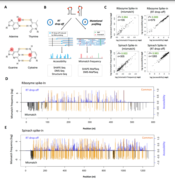 Novoa_bioRxiv_17.png