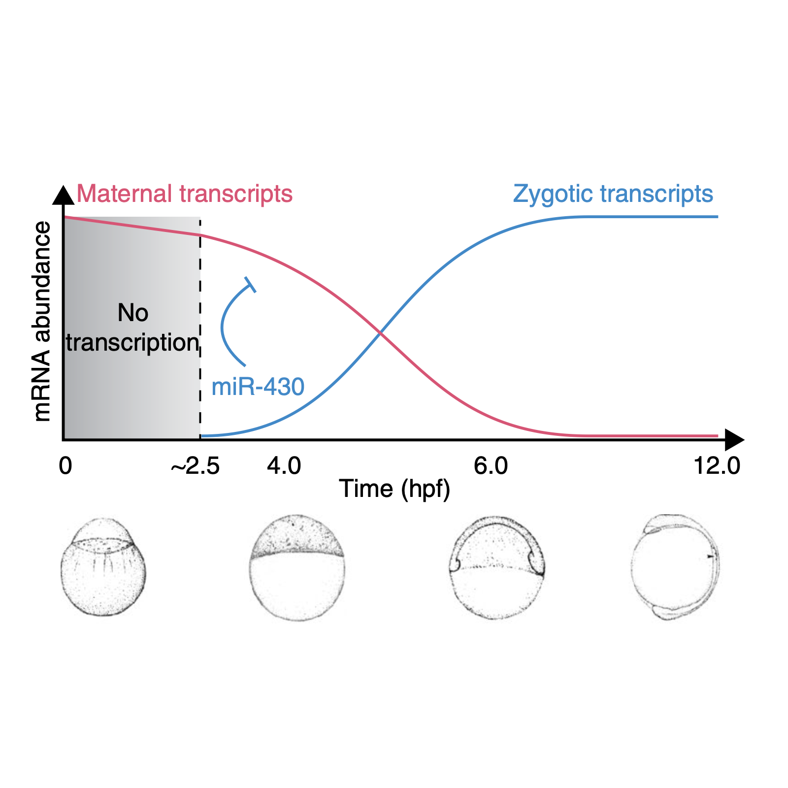 Beaudoin_NatureStructural&MolecularBiology_18.png