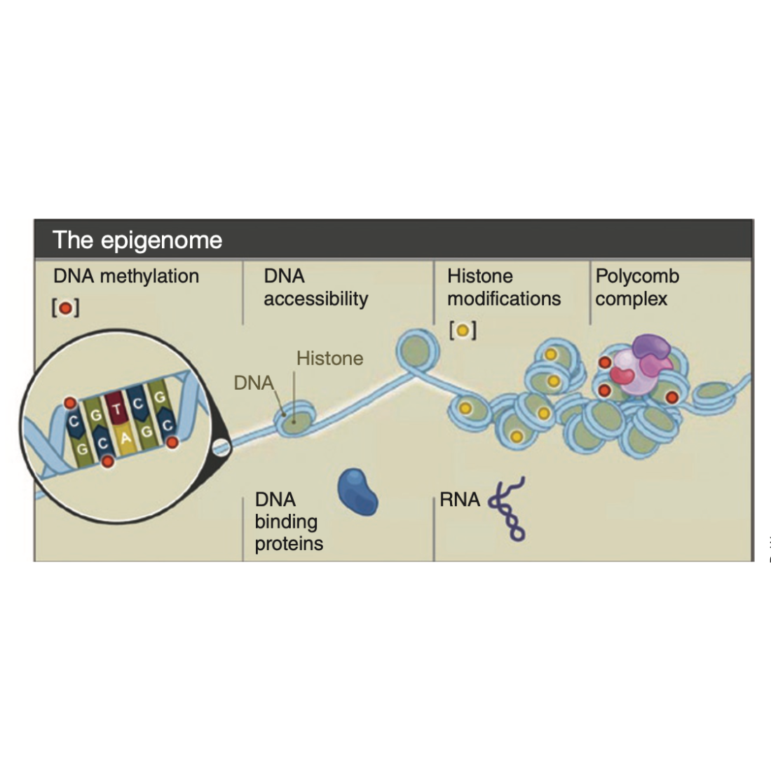 Bernstein_NatureBiotechnology_10.png