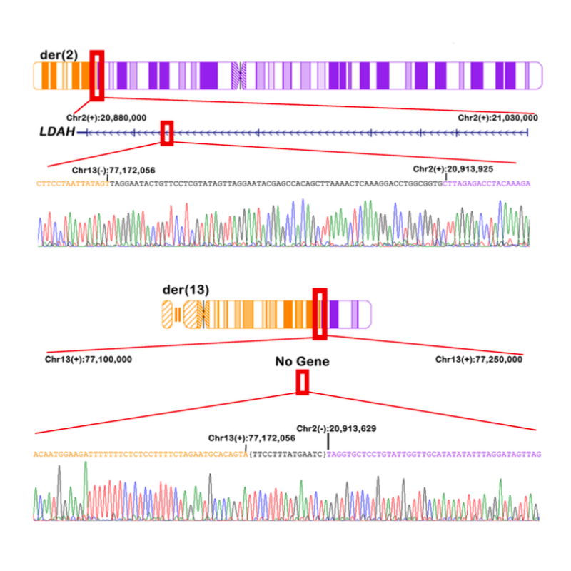 Currall_HumanMolecularGeneticsCorrigendum_19.png