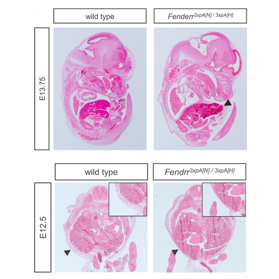 Grote_DevelopmentalCell_13.png