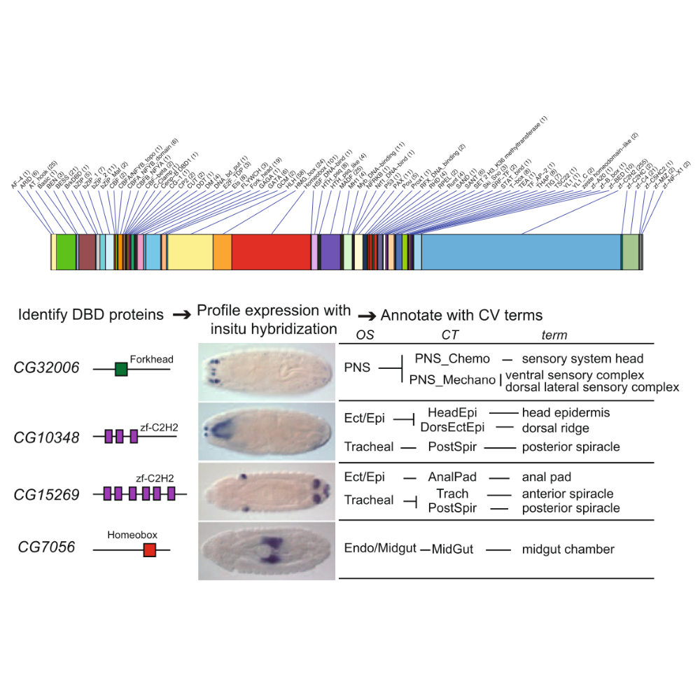 Hammonds_GenomeBiology_13