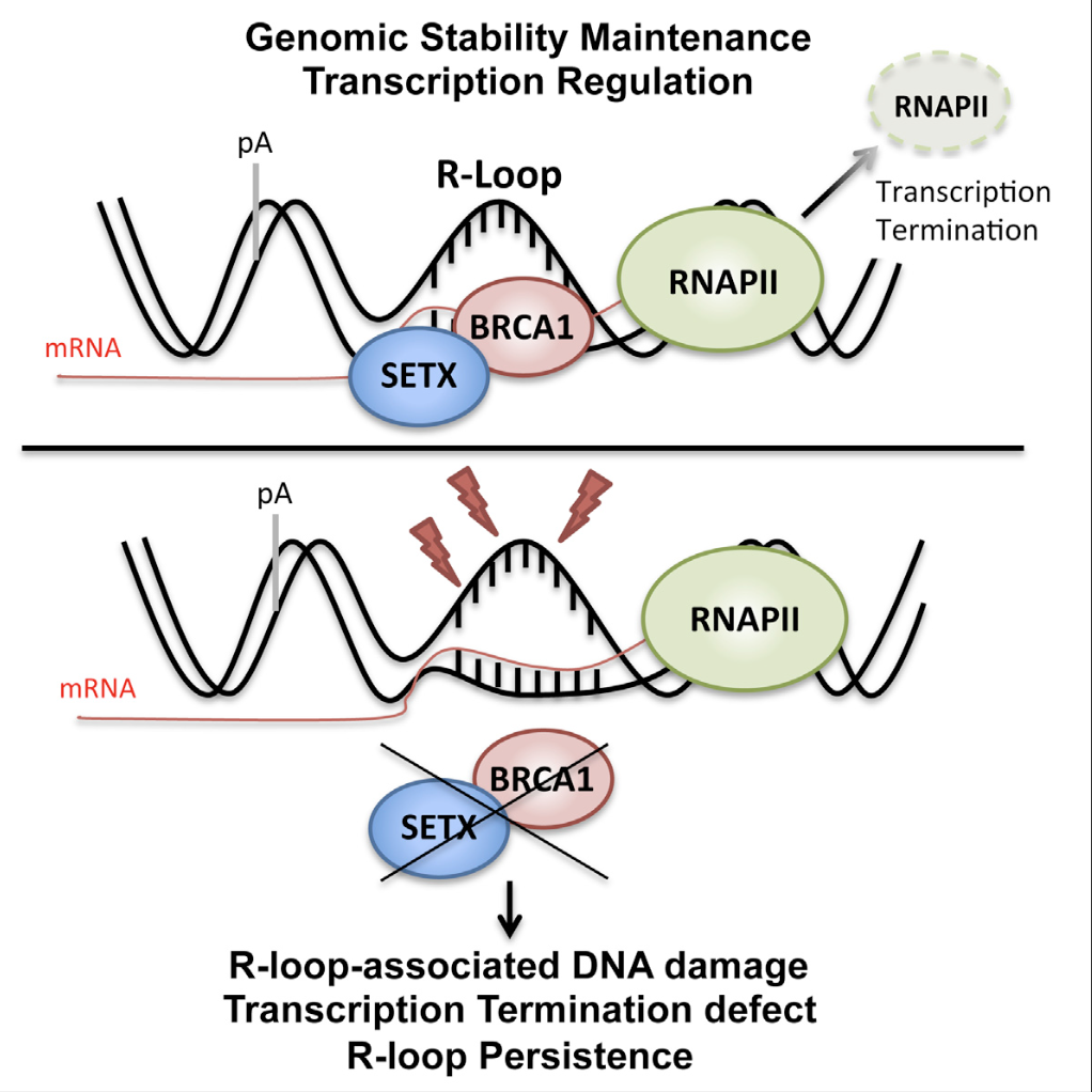 Harrow_GenomeResearch_12