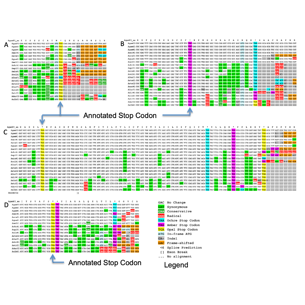 Jungreis_MolecularBiologyAndEvolution_16