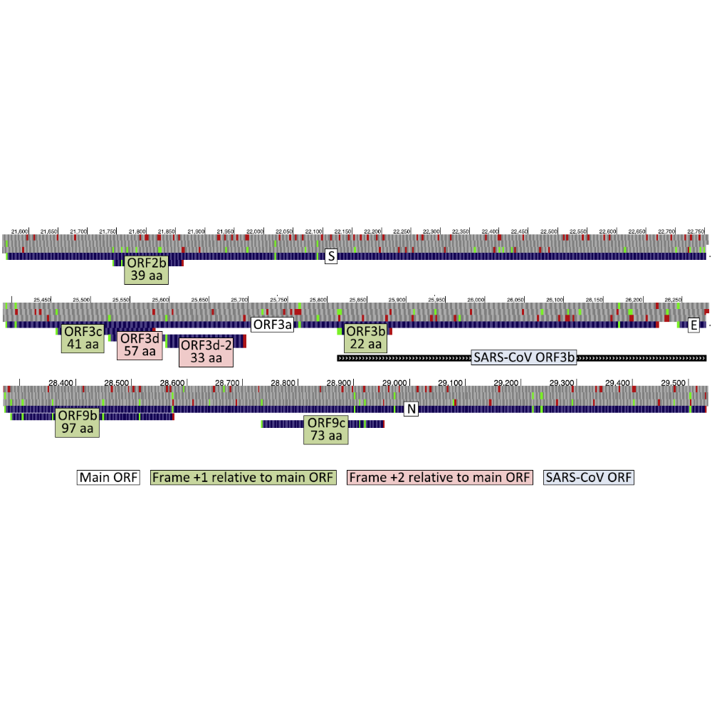 Jungreis_Virology_21.png