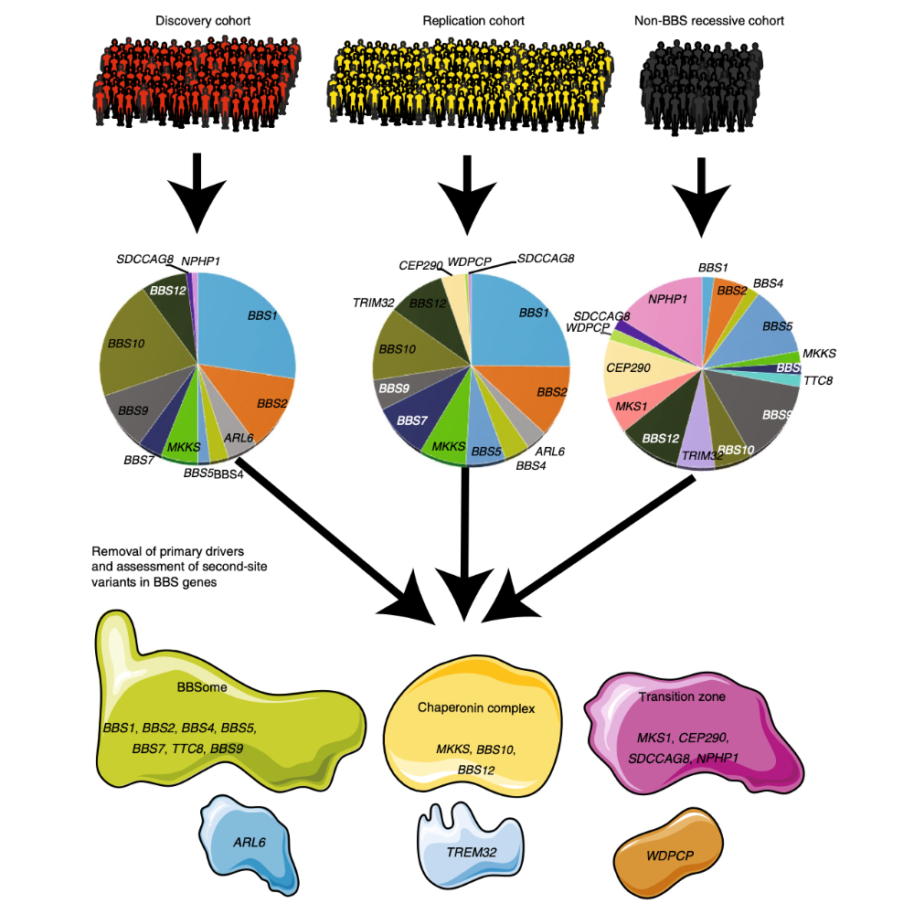 Kousi_NatureGenetics_20.png