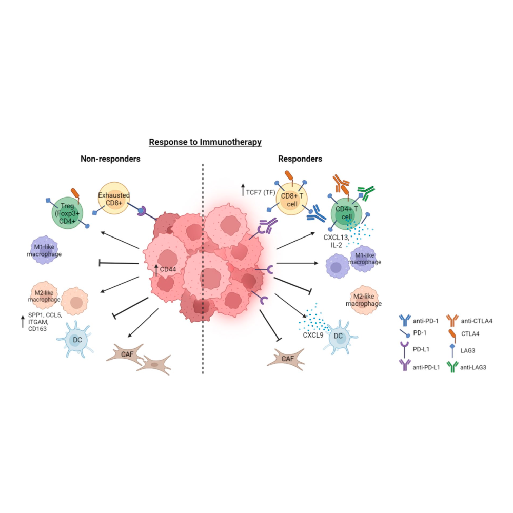 Liu_Clinical&ExperimentalMetastasis_23.png