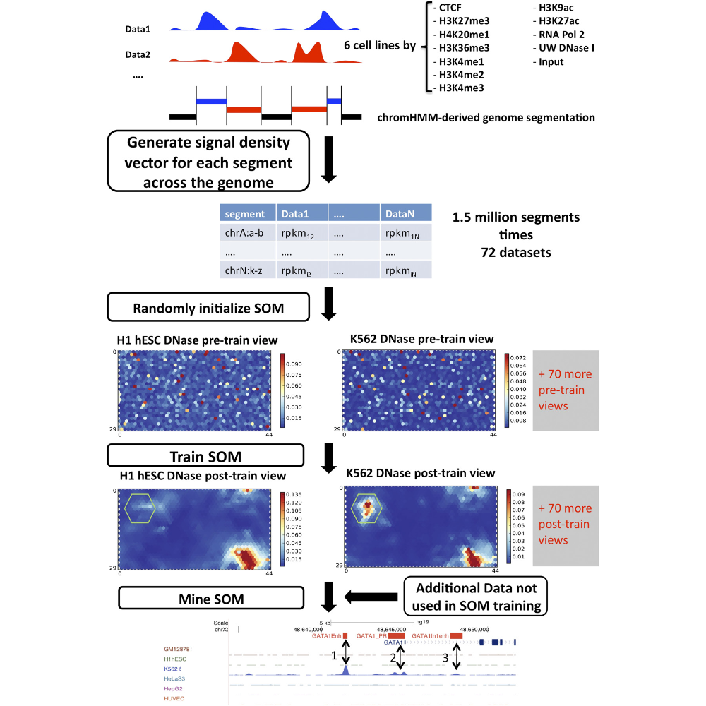 Mortazavi_GenomeResearch_13