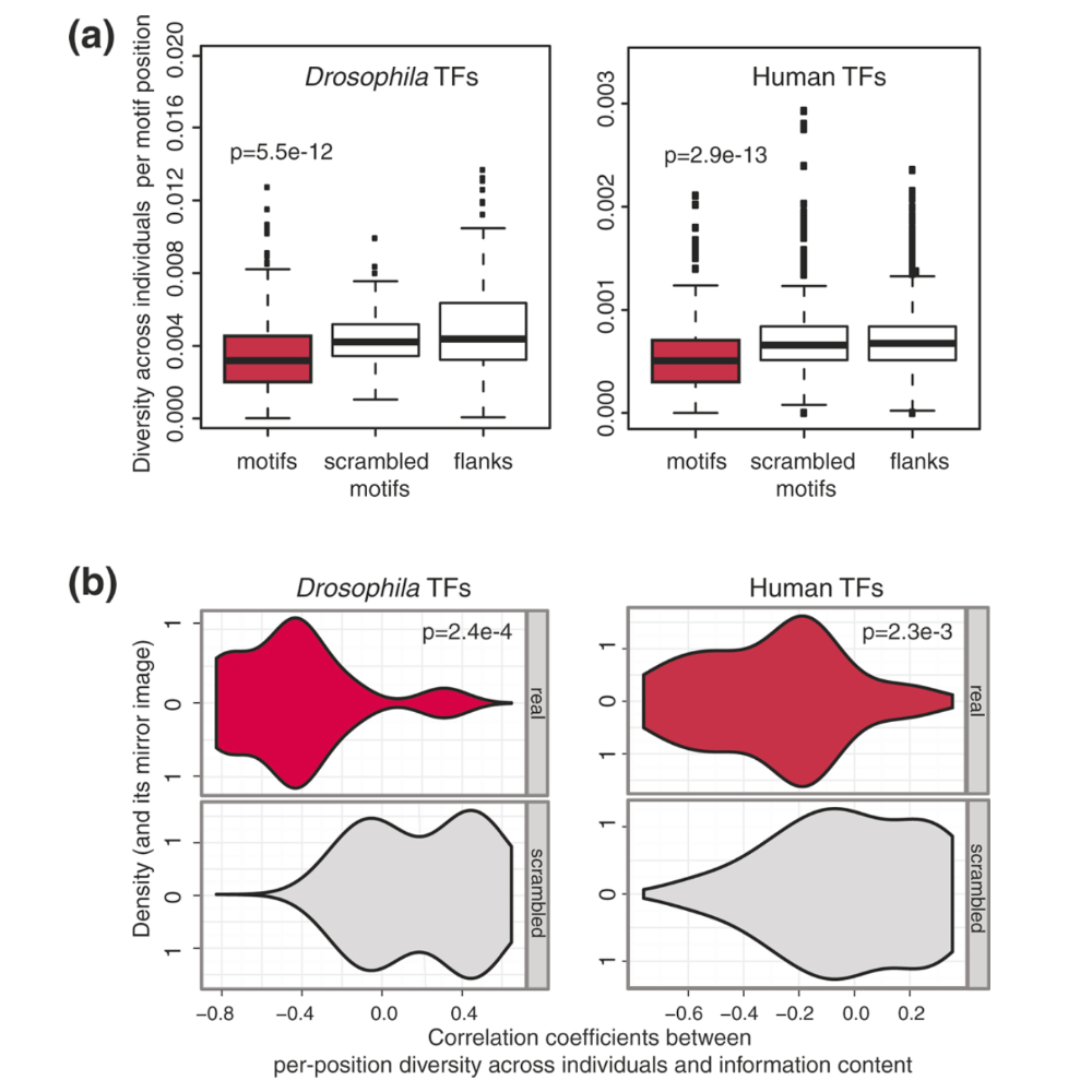 Spivakov_GenomeBiology_12