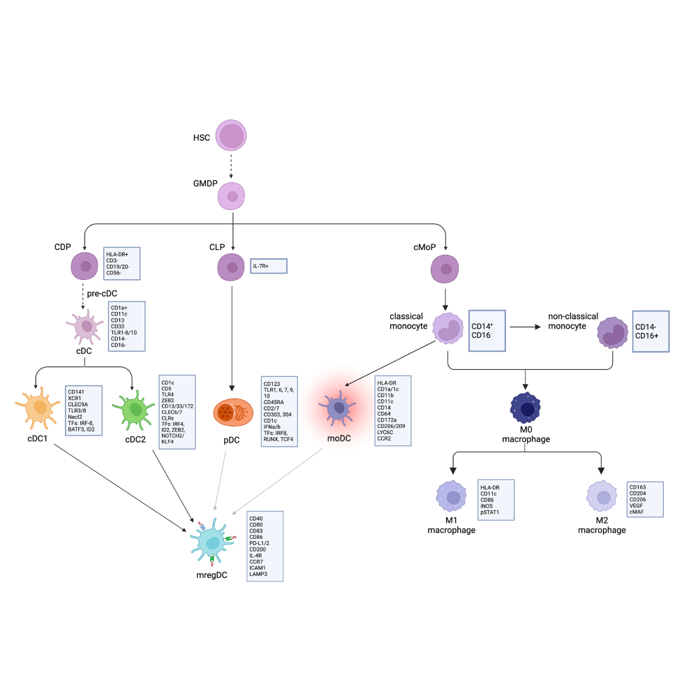 Wang_Clinical&ExperimentalMetastasis_24