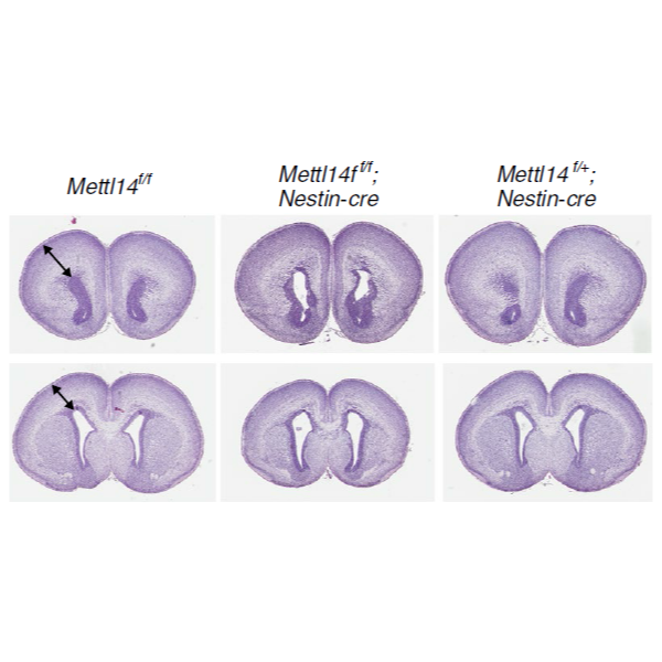 Wang_NatureNeuroscienceCorrection_18