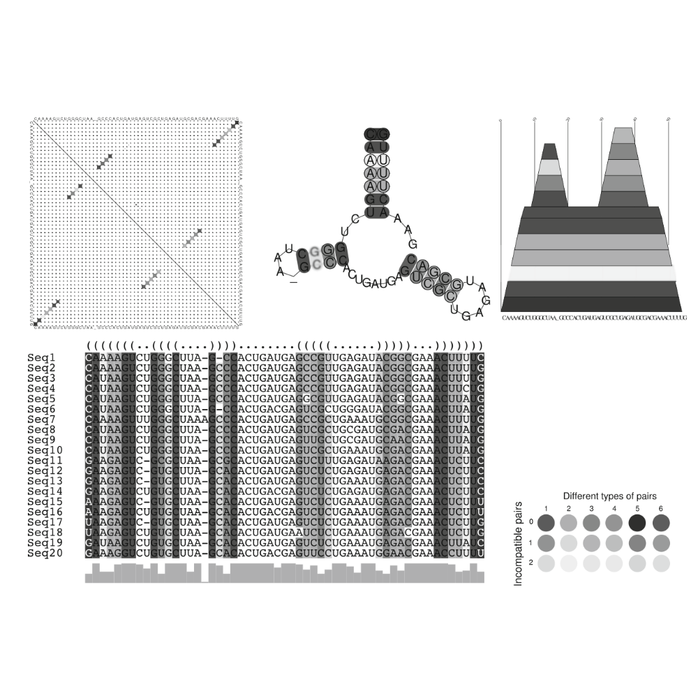 Washietl_MethodsInMolecularBiology_14.png