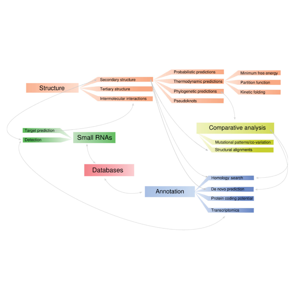 Washietl_WileyInterdisciplinaryReviewsRNA_12