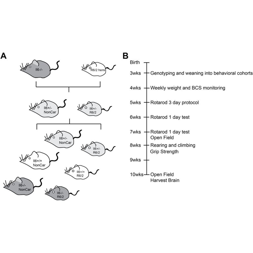 Wertz_MolecularNeurodegeneration_20.png