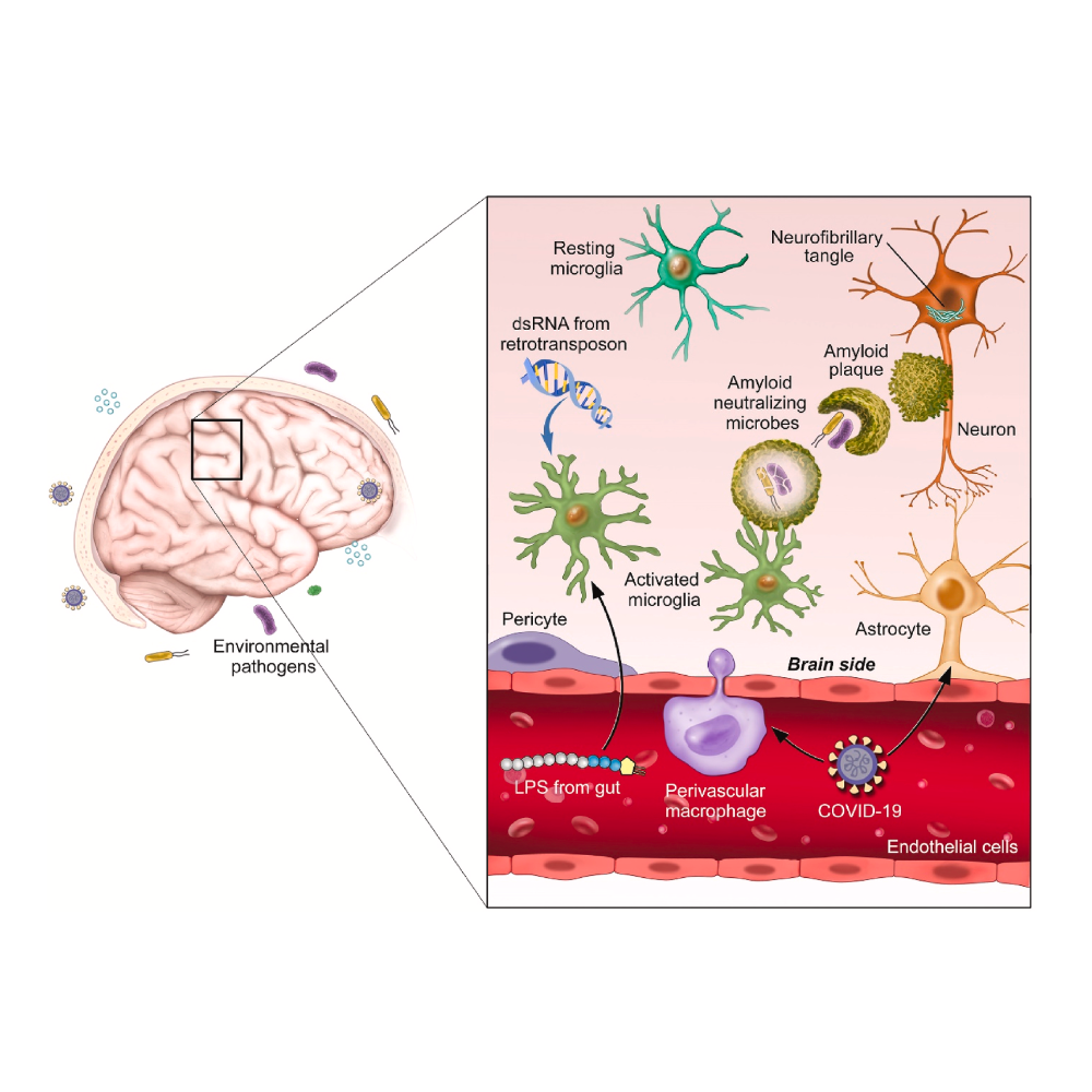 Whitson_BrainBehaviorAndImmunity_24