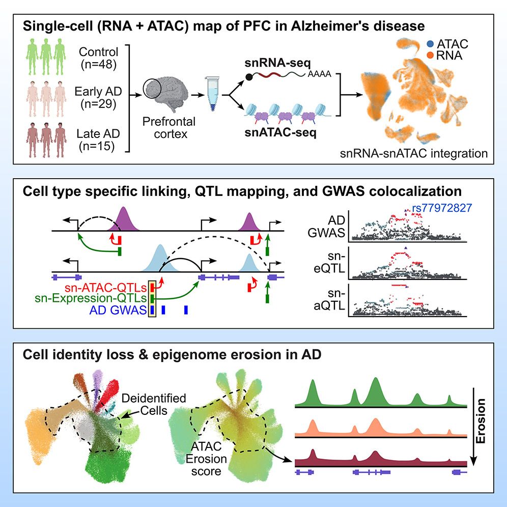 Xiong_Cell_23