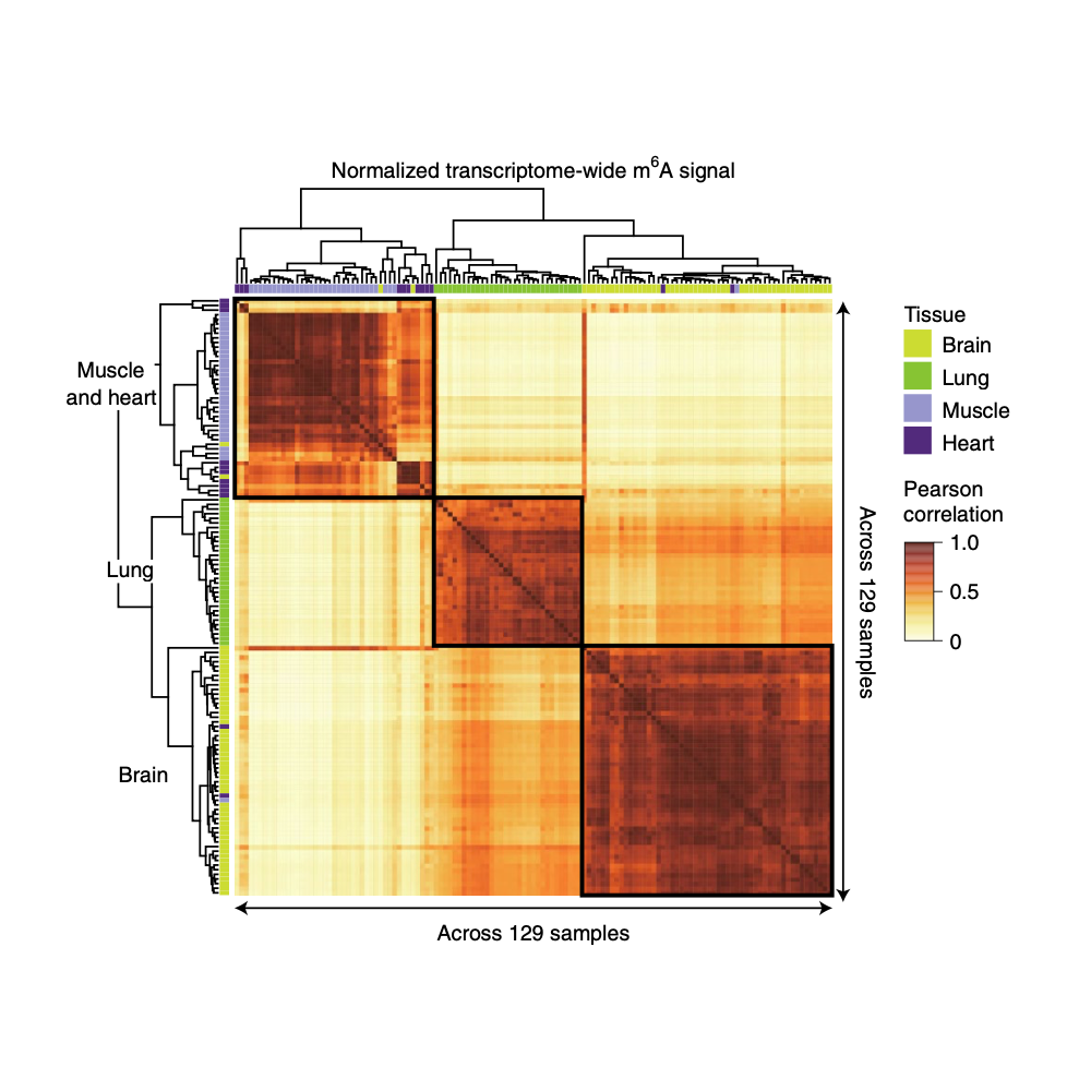 Xiong_NatureGenetics_21.png