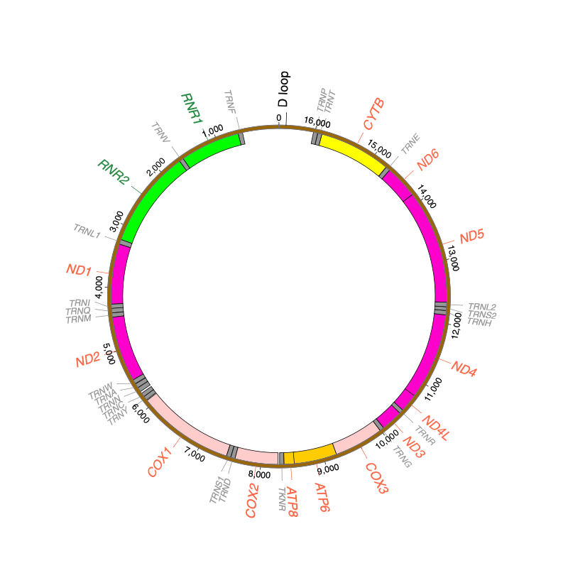 Yuan_NatureGenetics_20.png