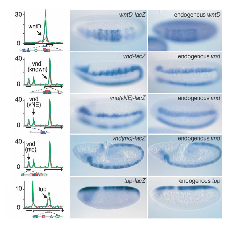 Zeitlinger_Genes&Development_07