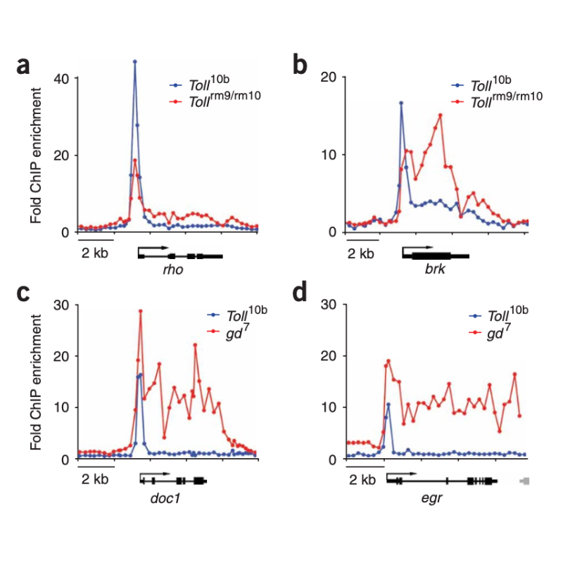 Zeitlinger_NatureGenetics_07